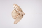 VC06PL624001